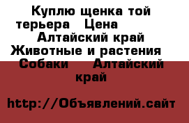 Куплю щенка той терьера › Цена ­ 1 000 - Алтайский край Животные и растения » Собаки   . Алтайский край